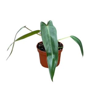 Philodendron spiritus-sancti
